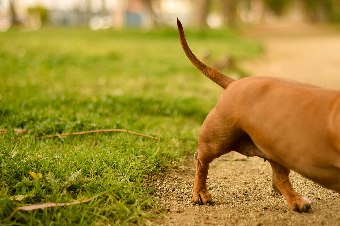 Weenie Wiggles: The Ultimate Guide to Dachshund Tail Wags and What They Mean