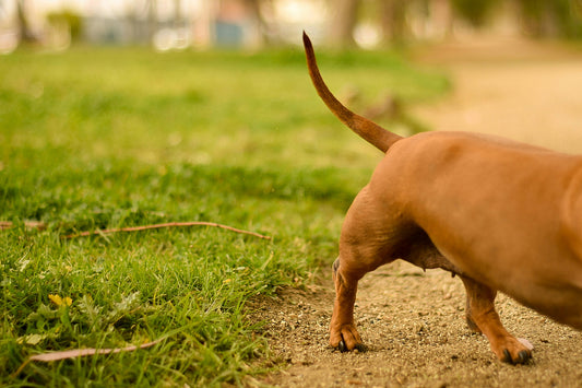 Weenie Wiggles: The Ultimate Guide to Dachshund Tail Wags and What They Mean